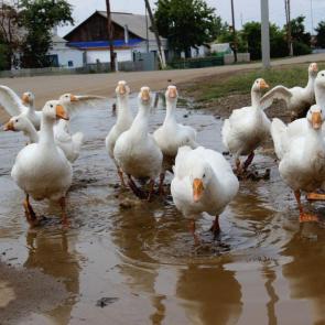 ����: ����