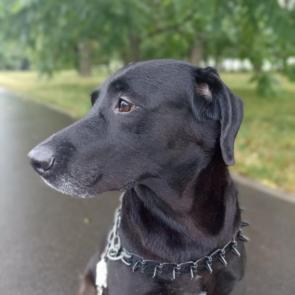 ����: ������� ������