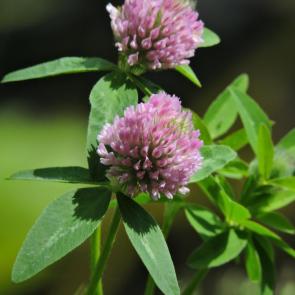 ����: ������ �������