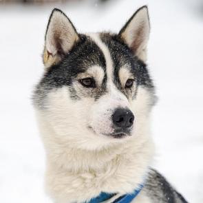 � ���� ����-������������