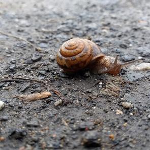 ����: �����������