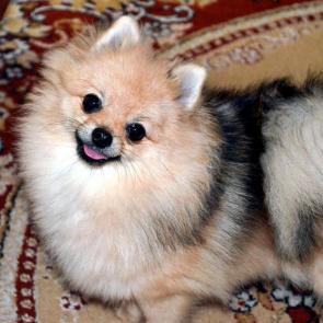 ����: ��������