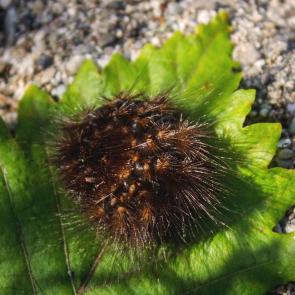 ���� ��������: �������� ���������