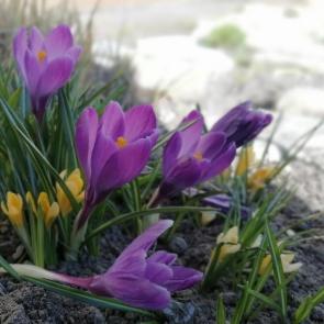 ����: ���������