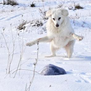 ����: ����� 