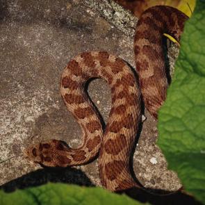 ����: ������� ������