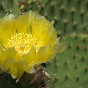 ����: �������