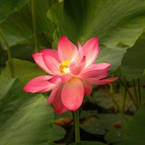 ����: ����� ������