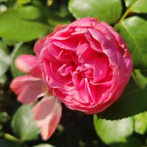 ����: ����