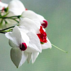 ���� ��������: 