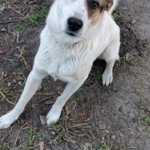 ����: �����