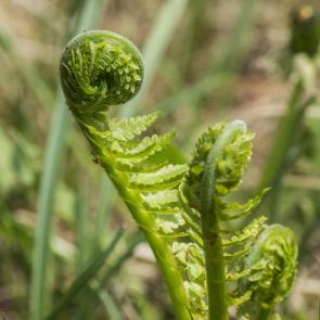 ��������� �������