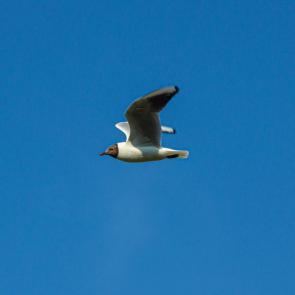 ��������� �����