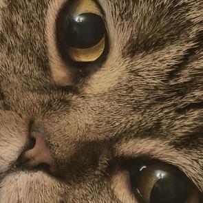 ������� ����