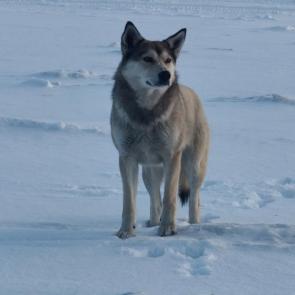 ����: 