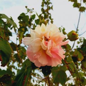 ����: ���� ������������