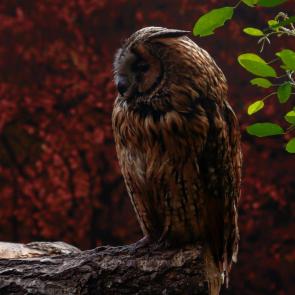 ����: ����������