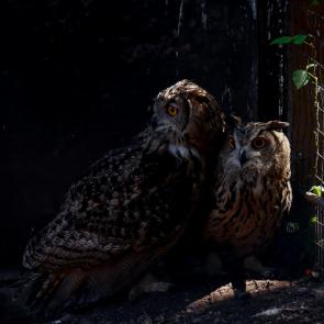 ����: �����