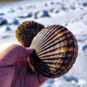 ����: ���� ����