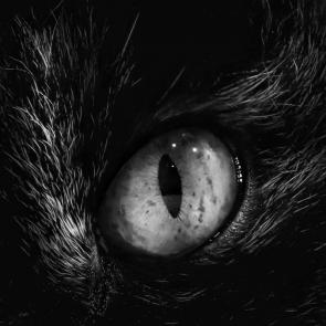 ����: ������� ������