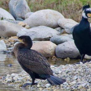 ����: ������������ �������� ������