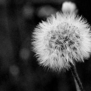 ����: ���������