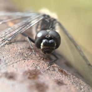 ����: ��������