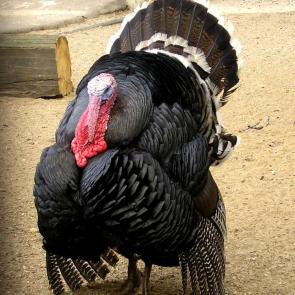 ����: ��������� ������� 