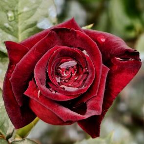 ����: ����