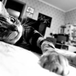 ���� ��������: � ��������