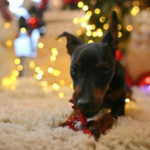 ���� ��������: ������ ������