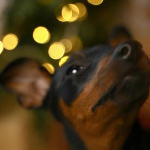 ���� ��������: ������ ������