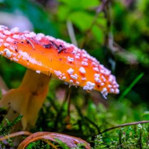 ����: ��������