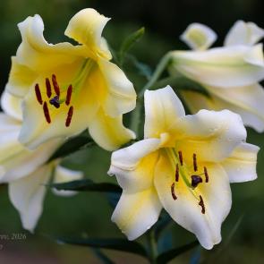 ����: ����-����� ����� ����� �����