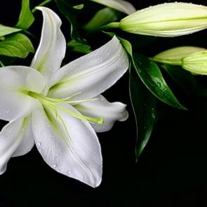 ���� ��������: ����� �����