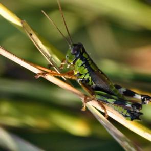 ����: ����