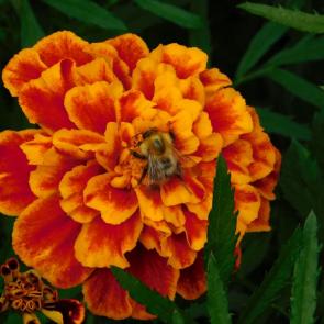 ����: �� �������