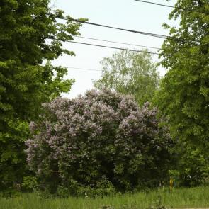 ����: ������