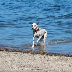 ��������� �������� ��������