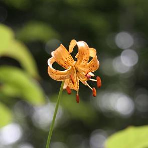 ����: ������� )