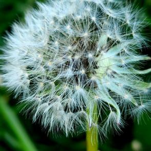 ������� ����