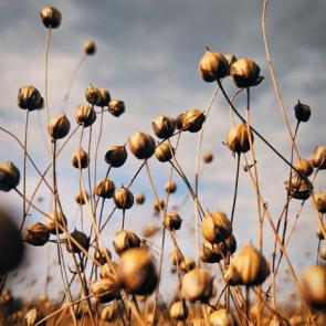 ����: ������ - ������ 