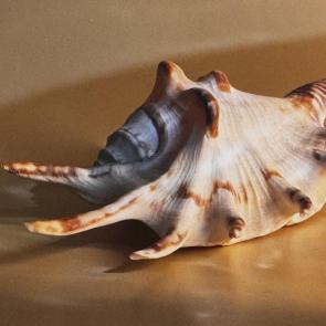 ����: ������� � ����� ������