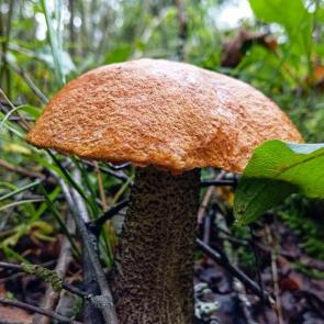 ����: ��������