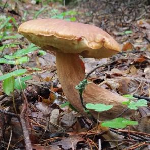 ����: ���������