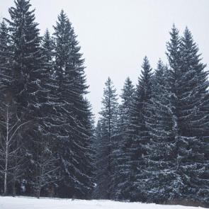 ����: ������