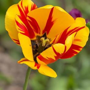 ���� ��������: �������