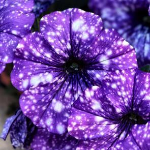 ���� ��������: ������