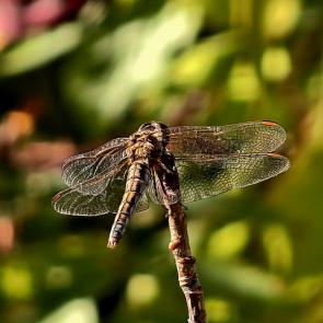 ����: ��������