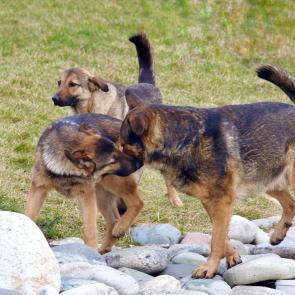 ����: ������ ������